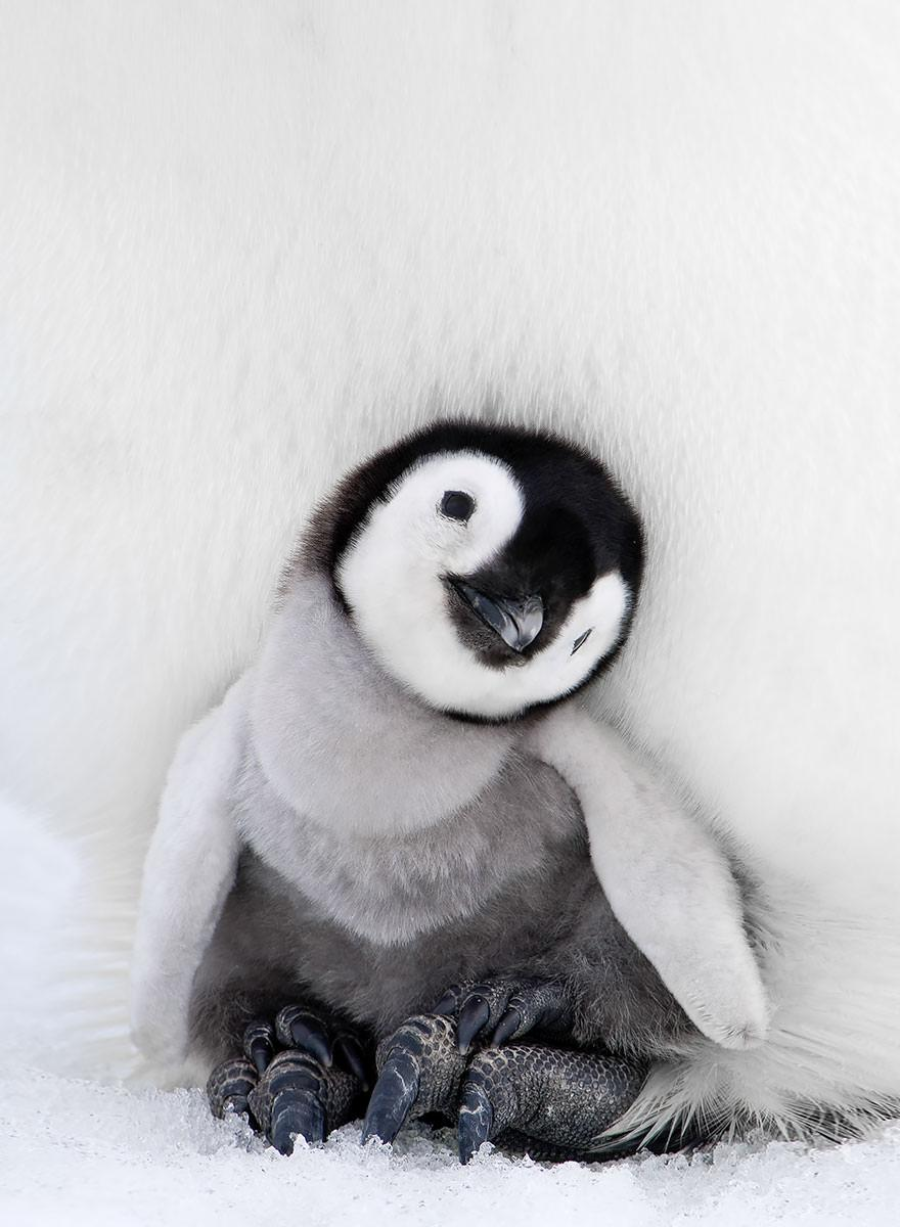 A fluffy emperor penguin chick with gray and white feathers rests against an adult penguin, nestled cozily on icy ground. The chick tilts its head, appearing curious and content.