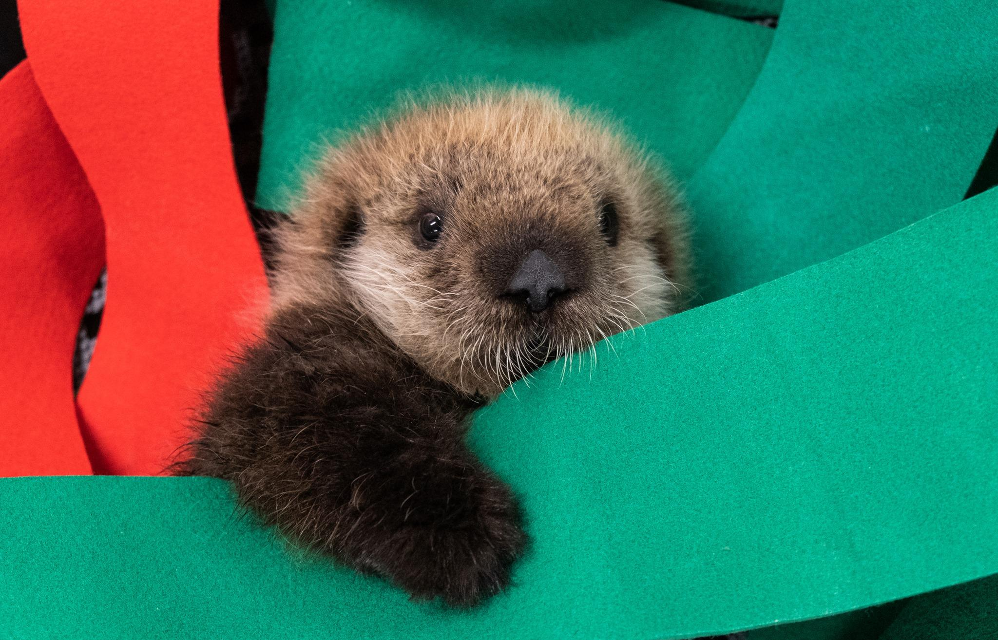 A baby sea otter with fluffy brown fur is nestled between bright red and green fabric strips, looking at the camera with its head and paw visible.