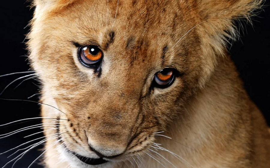 Close-up of a young lion with golden fur, looking slightly downward with expressive amber eyes against a dark background.