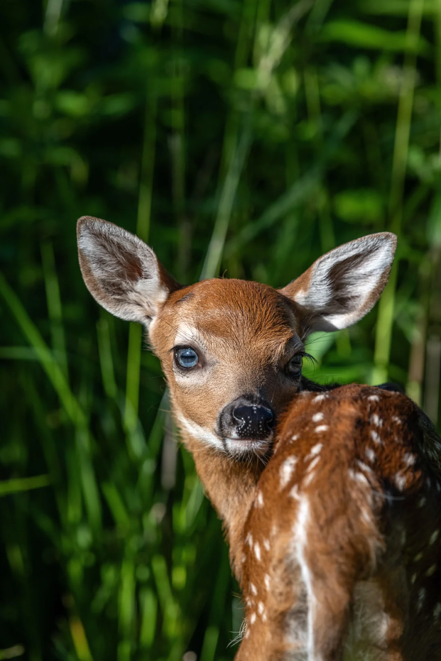 A young fawn with white spots on its back stands in tall green grass, looking over its shoulder toward the camera. Sunlight highlights its soft brown fur and large ears.