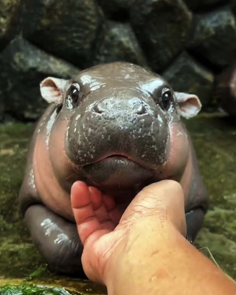 A hand gently touches the chin of a baby hippopotamus sitting on wet ground with stone walls in the background.