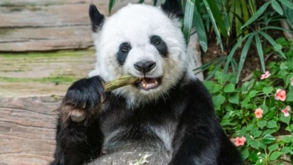 A giant panda sits on the ground, holding and eating bamboo. There are green plants and pink flowers beside it, and wooden steps are visible in the background.