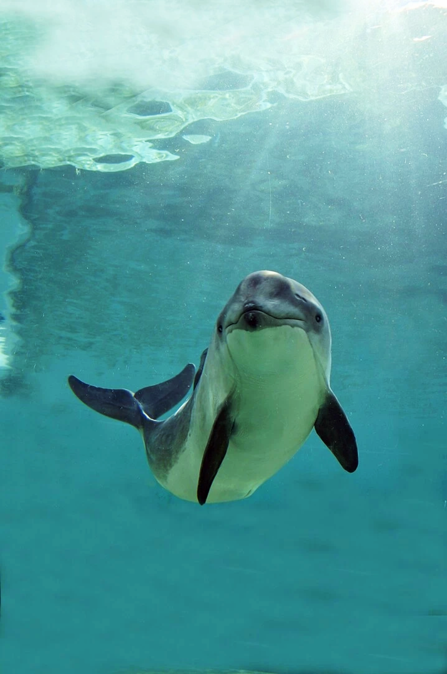A dolphin swims underwater near the surface, sunlight streaming through the clear blue water above.
