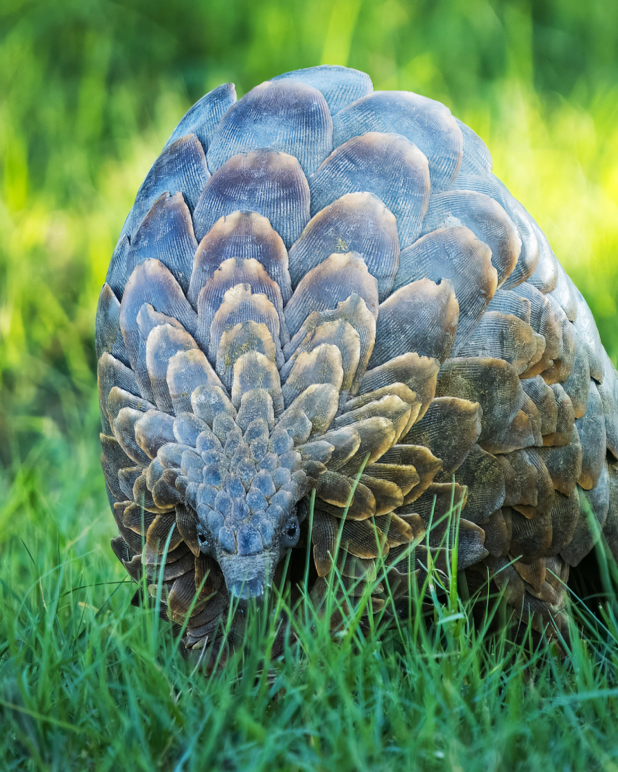 A close-up of a pangolin with overlapping brown scales, partially curled and facing the camera, standing on green grass with a blurred background.