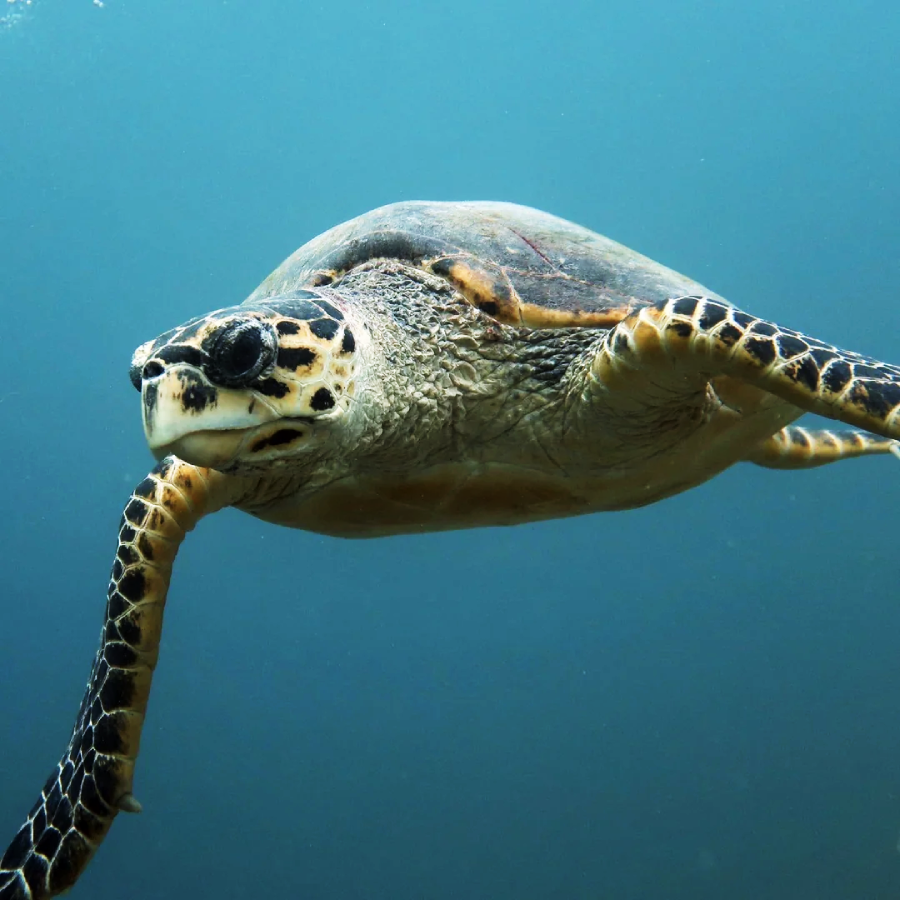 A sea turtle swims gracefully underwater, its flippers outstretched and its patterned shell and head visible against a blue background.