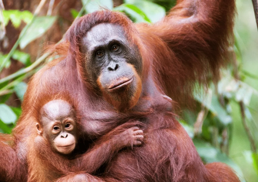An adult orangutan holding a baby orangutan close, both with reddish-brown fur, sitting among lush green foliage in a natural forest setting.