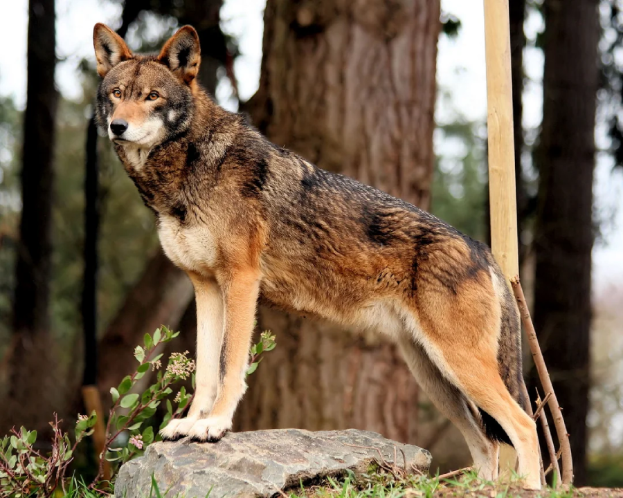 A red wolf stands alert on a rock in a forested area, with tall trees and greenery in the background. Its fur is a mix of reddish-brown, black, and gray tones.