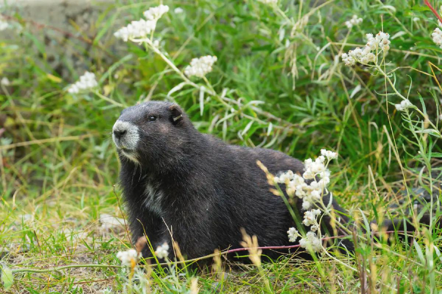A marmot with dark fur sits on the ground among green grass and white wildflowers, looking alert. The background is filled with leafy plants.