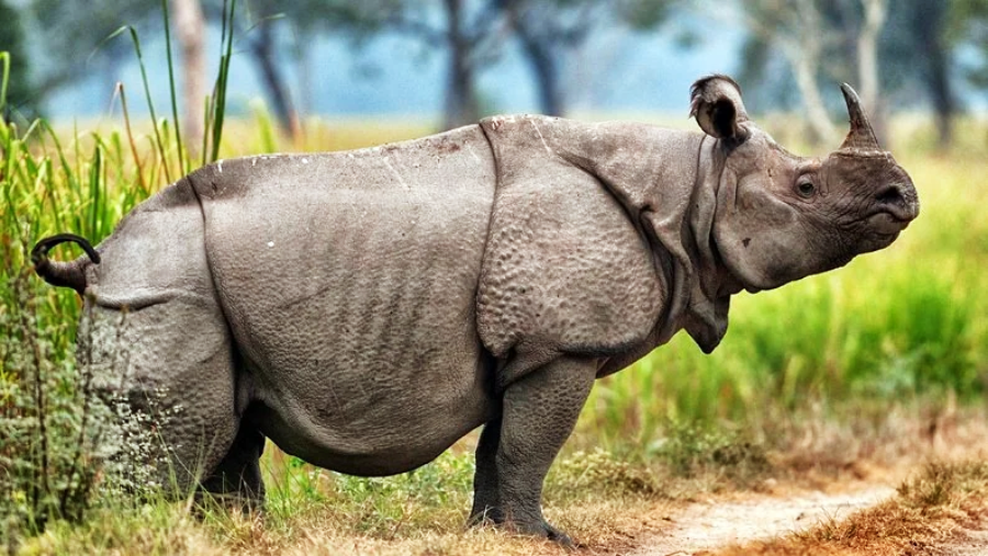 A one-horned rhinoceros stands on a dirt path in a grassy area, surrounded by tall green vegetation and trees in the background.
