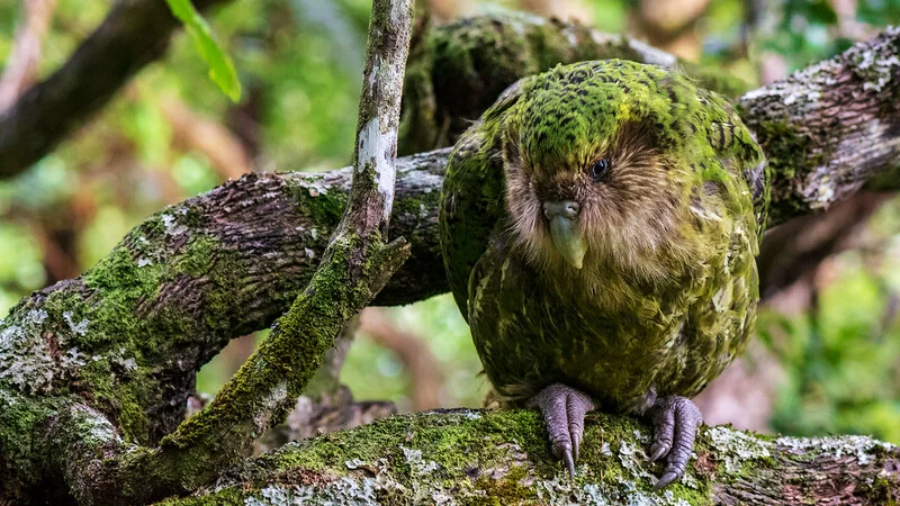 A green, mossy-feathered kakapo parrot sits on a tree branch surrounded by lush foliage, blending into the forest background.