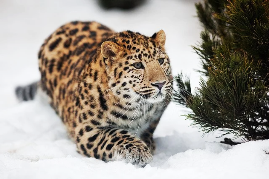 An Amur leopard with a golden, black-spotted coat crouches alertly in the snow beside green pine branches, its eyes focused forward.