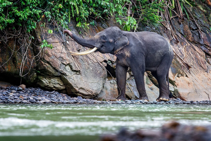 An adult elephant with long tusks stands on rocky ground beside a river, reaching up with its trunk toward green foliage growing along a rocky cliff.