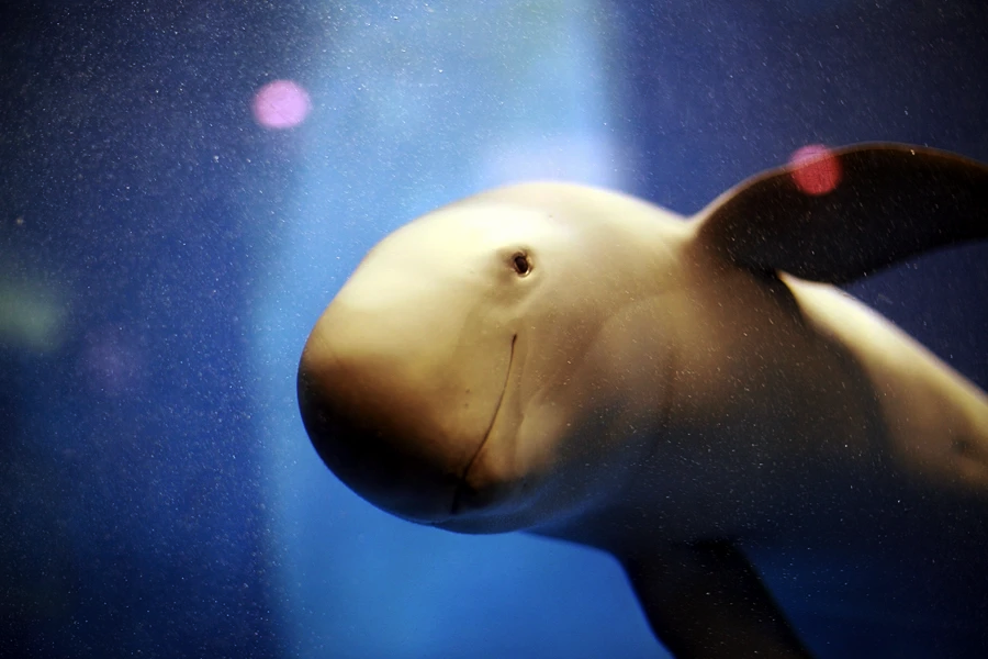 A close-up of a smiling finless porpoise swimming underwater, with a blue background and soft pink and white light reflections.