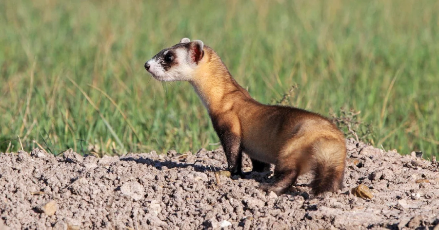 A black-footed ferret stands alert on a mound of dirt in a grassy field, facing left. Its slender body, masked face, and distinctive black feet are visible against the natural background.