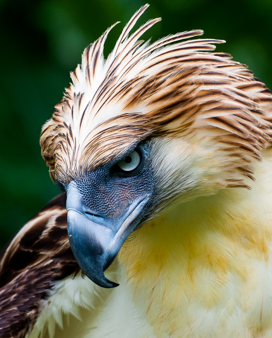 Close-up of a Philippine eagle with piercing blue eyes, a strong hooked beak, and striking brown and cream feathers standing out against a blurred green background.