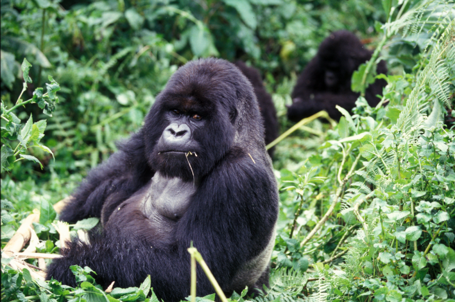 A large gorilla sits among dense green foliage, chewing on a plant stem, with two other gorillas partially visible in the background.
