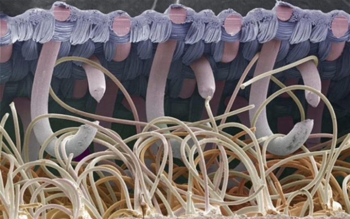 Close-up image of two interlocking surfaces, showing the hook side of Velcro (bottom) attaching to the loop side (top) under a microscope, with curved hooks entangled with upright loops.
