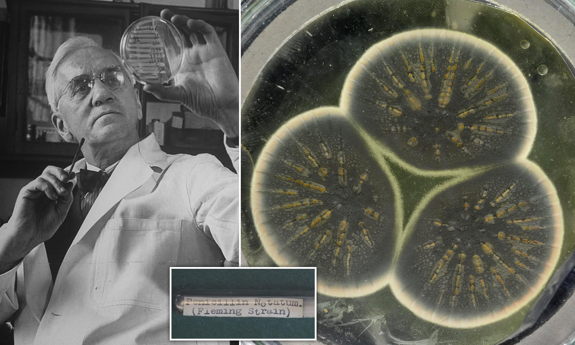 A scientist in a lab coat examines a petri dish on the left; on the right, a close-up shows three circular mold colonies in a dish. A label below reads “Penicillium Notatum (Fleming Strain).”