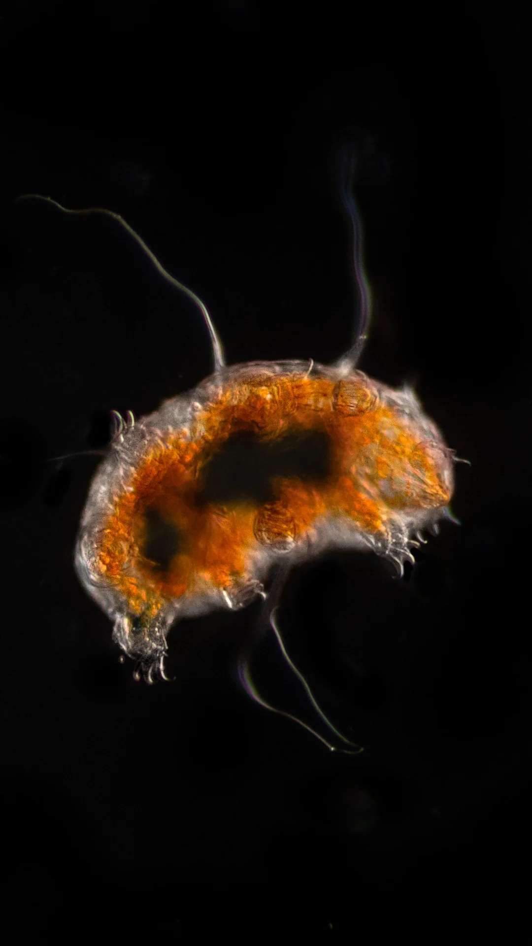 A close-up image of a tiny, orange-brown aquatic microorganism, possibly a tardigrade, with translucent legs and antennae, set against a black background.