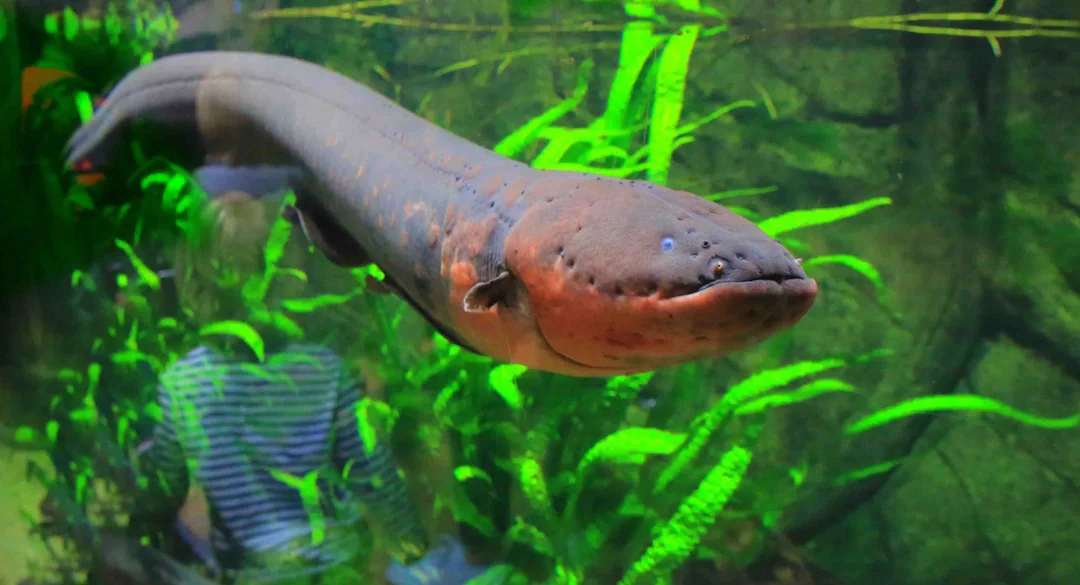 A close-up of an electric eel swimming in an aquarium, surrounded by green aquatic plants with rocks in the background. The eel has a long, dark body and a rounded head facing the camera.