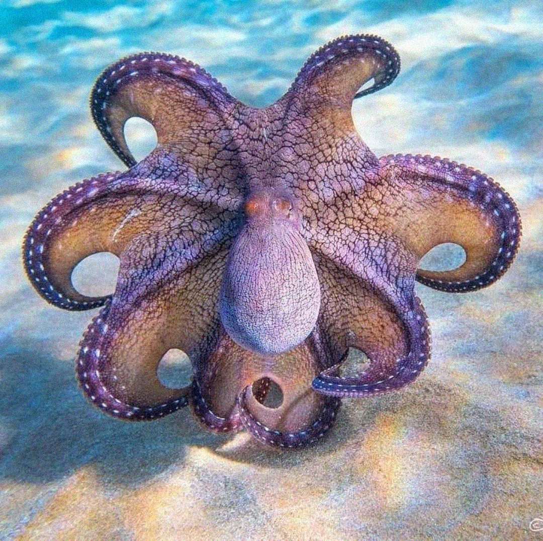 A purple octopus with patterned skin spreads its arms wide on the sandy ocean floor, surrounded by clear blue water and dappled sunlight.