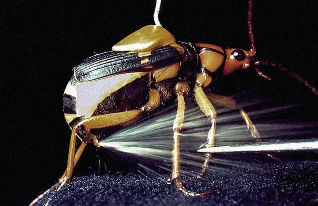 A close-up of a bombardier beetle releasing a spray of chemical defense from its abdomen, with the spray visibly shooting out in white streaks against a dark background.