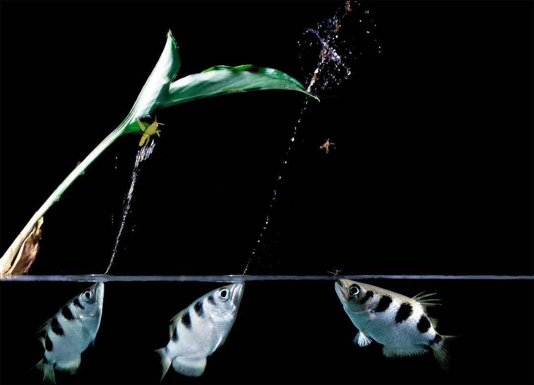 A sequence shows an archerfish below water shooting a jet of water at an insect sitting on a leaf above the surface, aiming to knock its prey down. The background is black, highlighting the action.