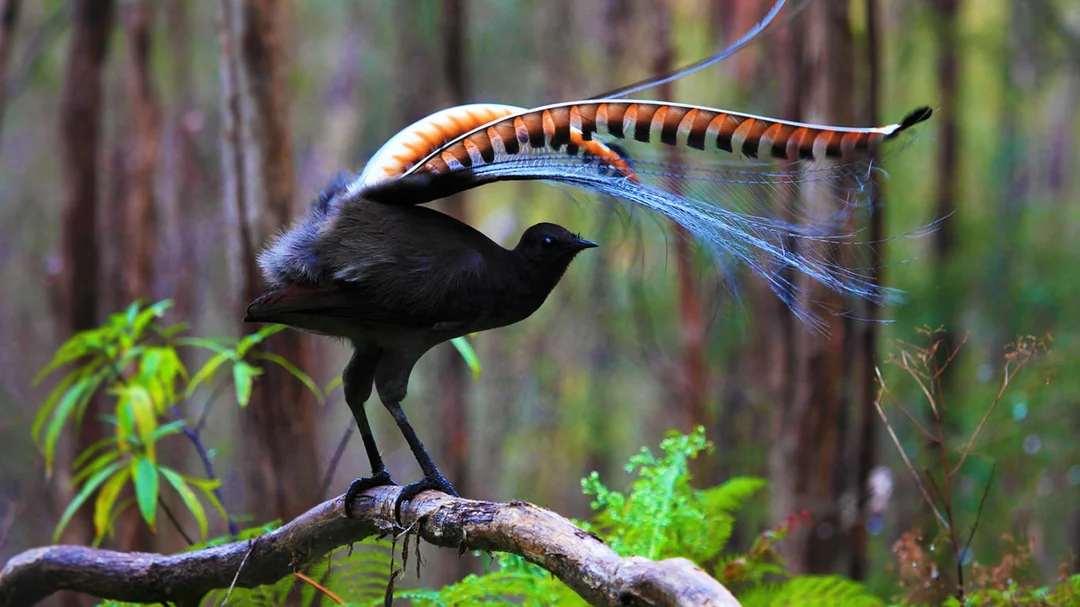 A lyrebird stands on a branch in a forest, displaying its ornate tail feathers in a dramatic fan shape. Green foliage and tall tree trunks blur in the background.