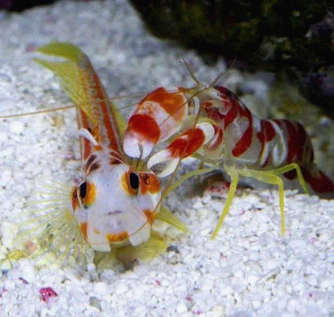 A goby fish and a banded pistol shrimp rest closely together on white sandy substrate, displaying their symbiotic relationship. The shrimp has red and white bands, and the goby is white with orange and black markings.