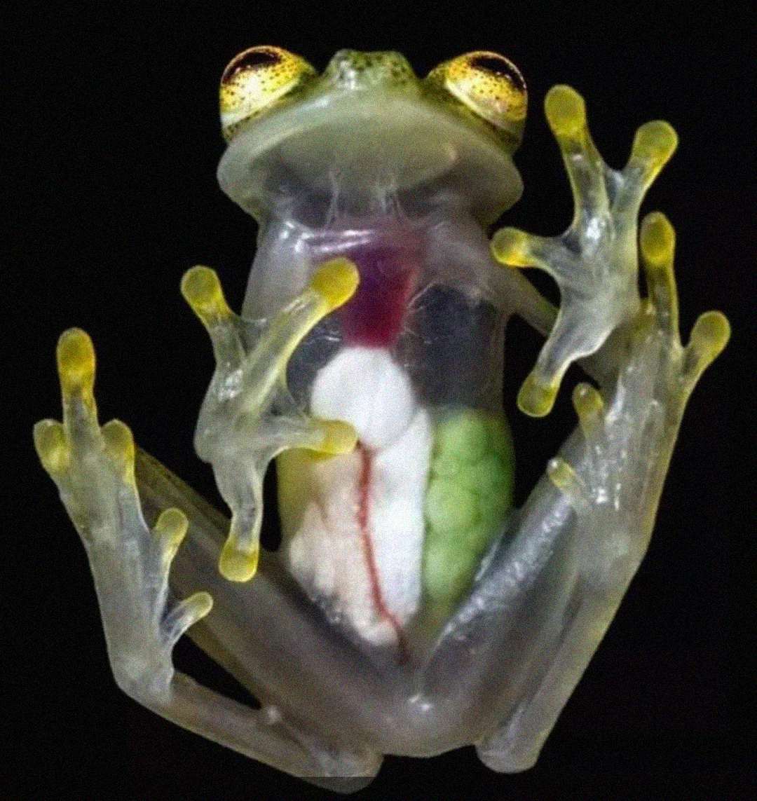 A transparent glass frog sits on a glass surface, showing its internal organs, including a green and white digestive tract and red veins, against a black background.