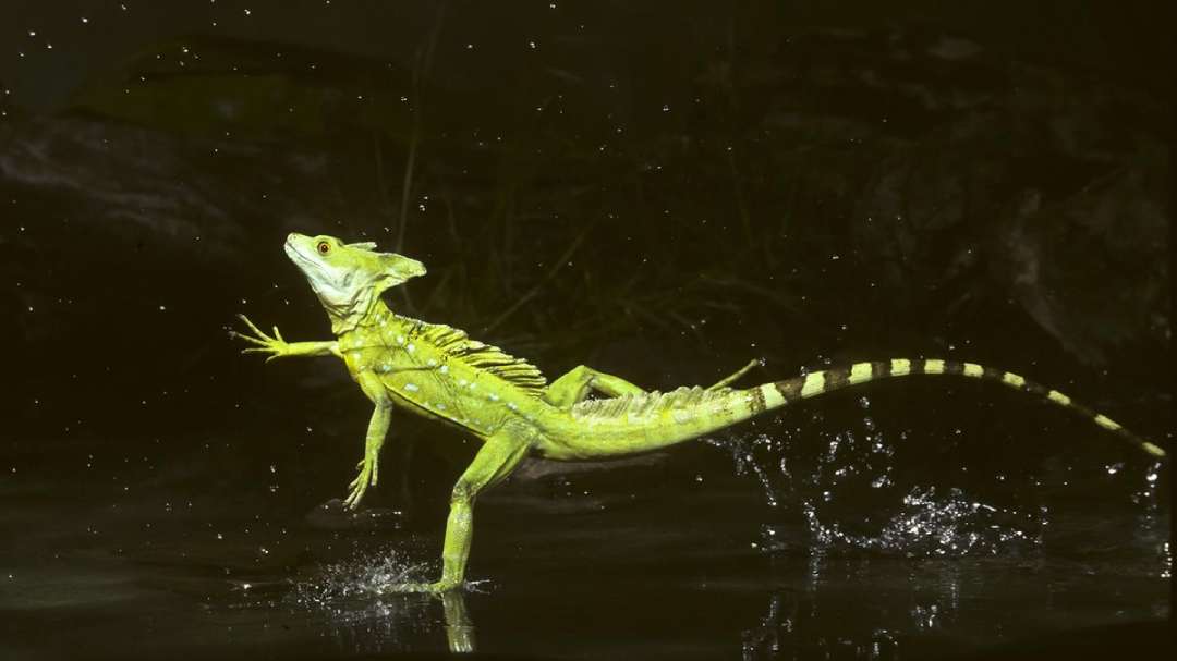 A bright green basilisk lizard runs upright across the surface of water, with one leg raised and water splashing behind it, set against a dark, blurred background.