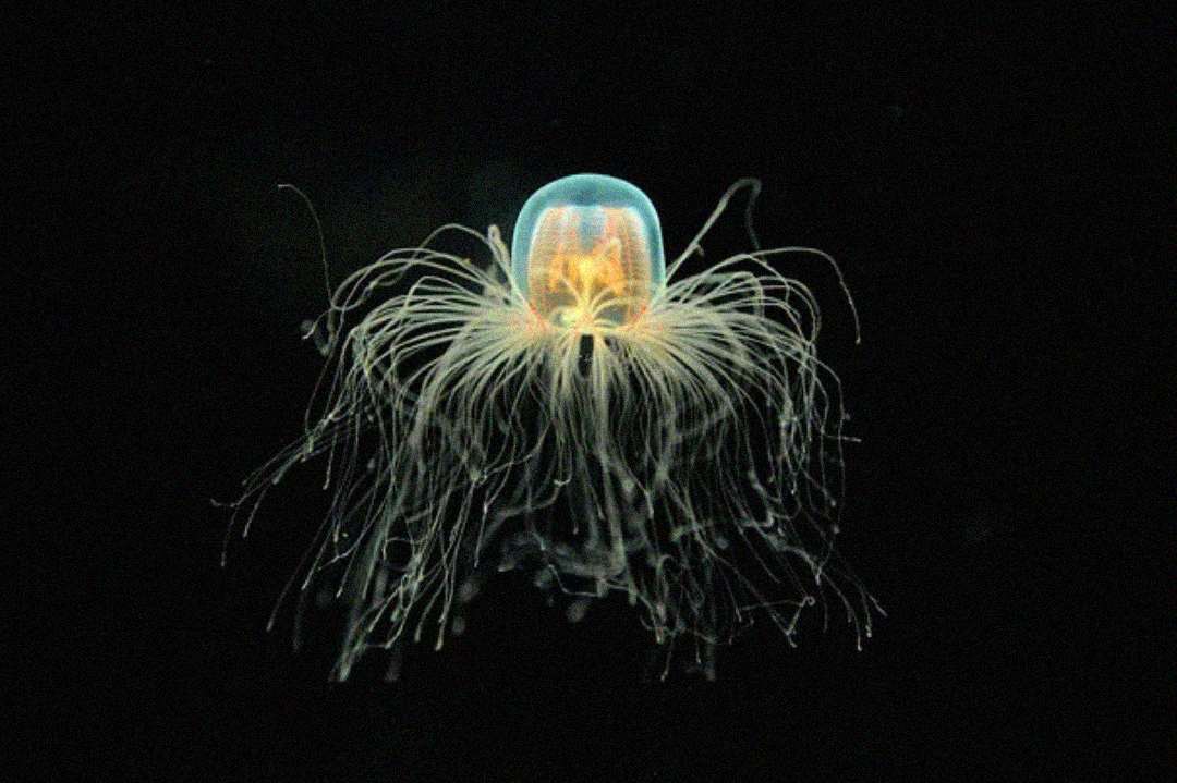 A glowing Turritopsis dohrnii jellyfish, known as the “immortal jellyfish,” floats against a black background, showing its translucent bell and long, delicate tentacles radiating outward.