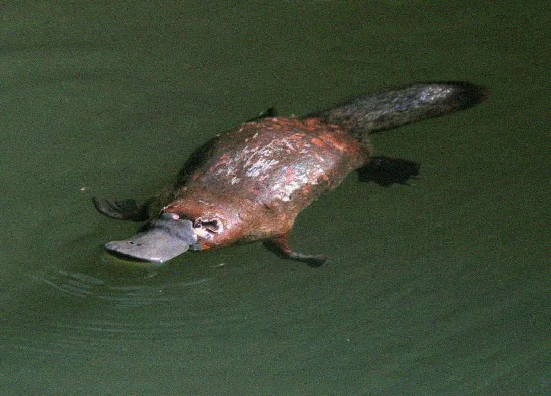 A platypus with a flat bill and webbed feet swims in greenish water, its reflection faintly visible on the surface.
