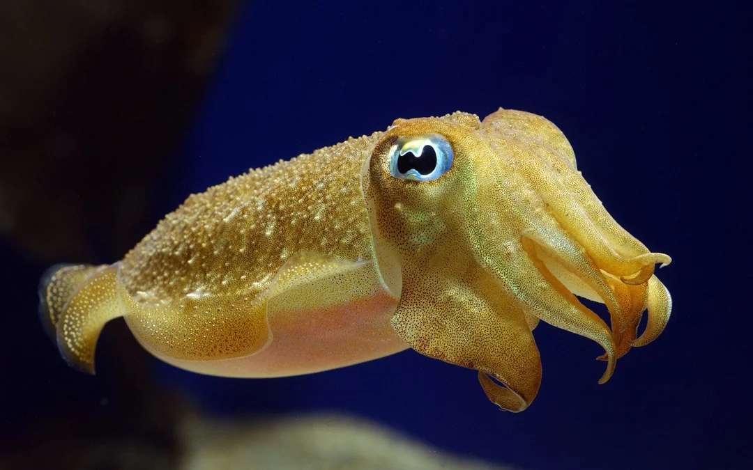 A close-up of a brown cuttlefish swimming underwater, displaying its textured body, large eye, and wavy arms against a dark blue background.