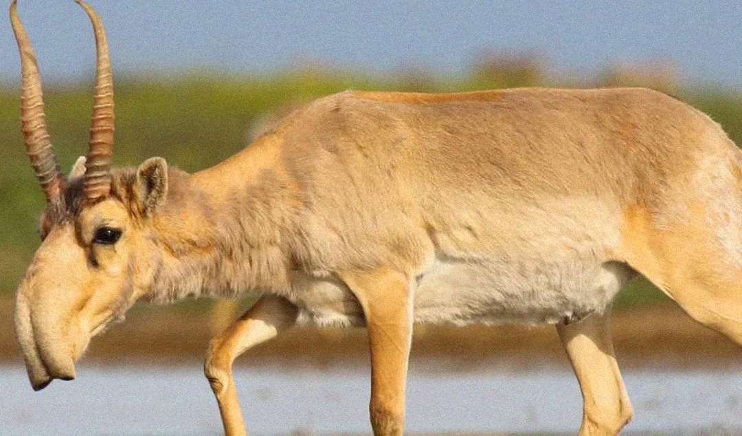 A saiga antelope with tan fur and distinctive, bulbous nose walks across a grassy plain with a blurred green and blue background. Animals