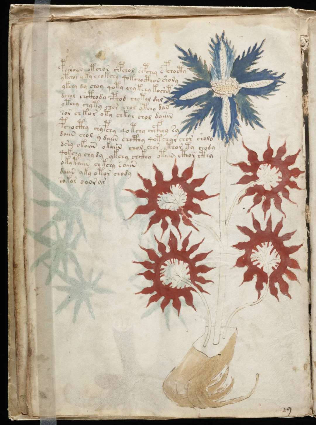 A page from the Voynich manuscript featuring a hand-drawn plant with one large blue flower and four red star-shaped flowers, with handwritten text in an unknown script above.