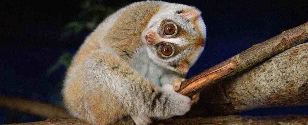 Animals That Look Cute But Are Surprisingly Dangerous