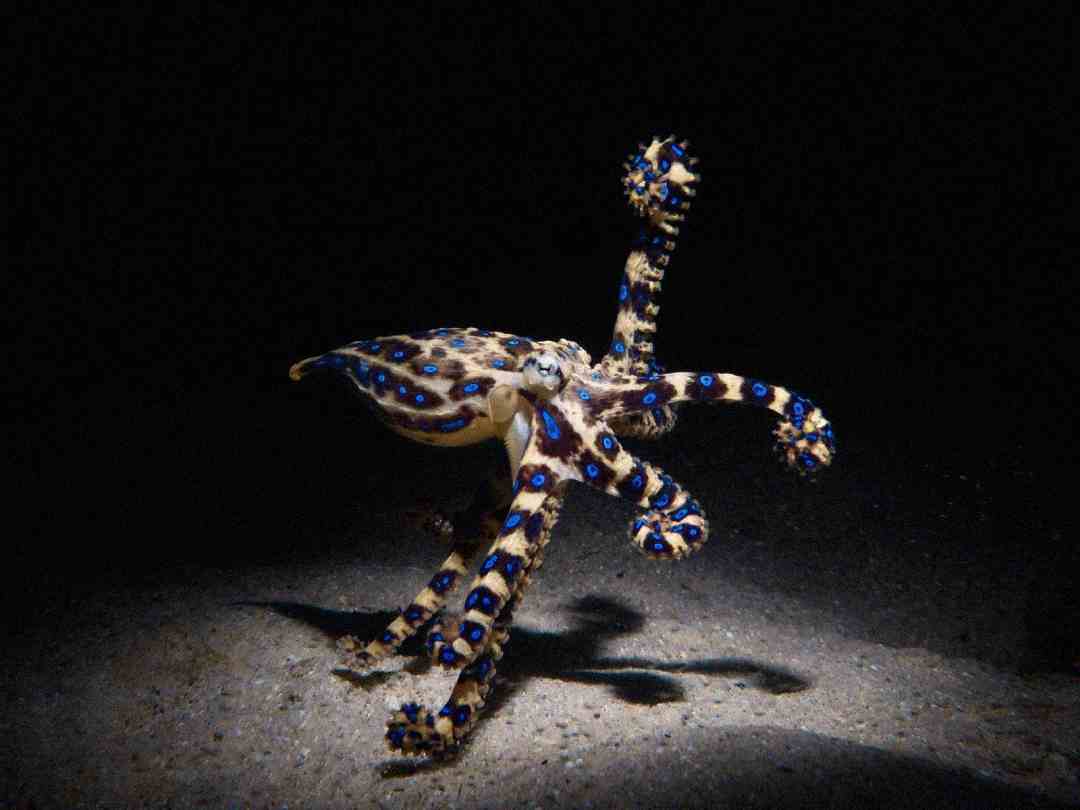 A blue-ringed octopus with yellowish skin and bright blue rings extends its arms while crawling on the dark, sandy seafloor, illuminated by a beam of light.