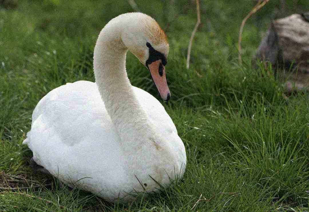 A white swan with an orange beak and black markings sits on green grass, with its neck gracefully curved downward. Some rocks and tall grass are visible in the background.