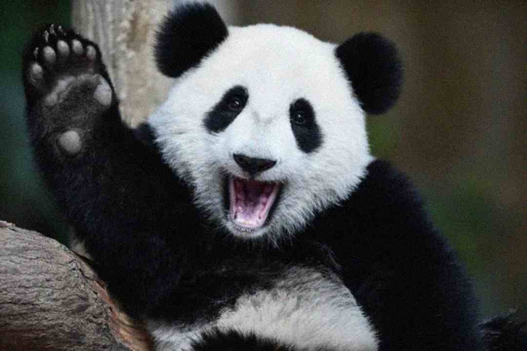 A smiling giant panda sits on a tree branch, raising one paw as if waving, with its mouth open and eyes wide, displaying a playful and cheerful expression.