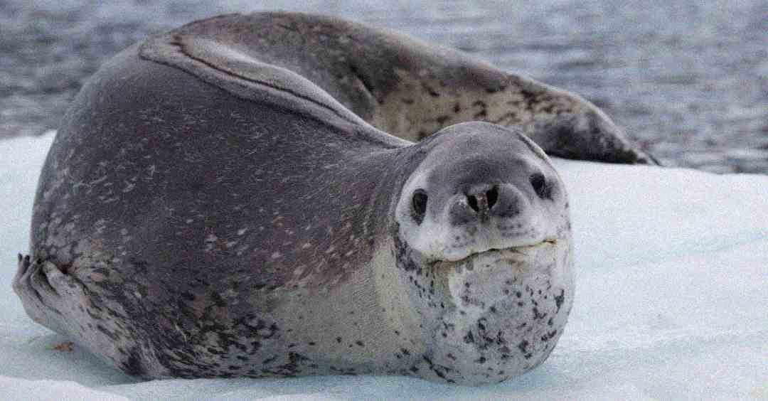 A large, speckled seal lies on an icy surface near water, looking directly at the camera with its head raised and body curved behind it.