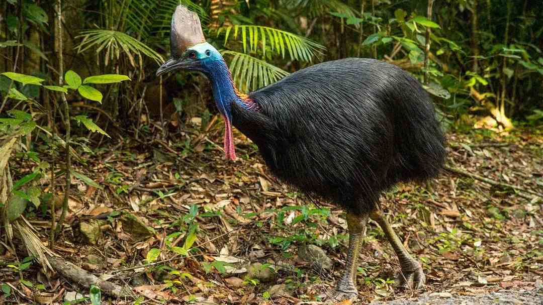 A cassowary with black feathers, a blue head, and a helmet-like casque walks on the forest floor surrounded by green plants and fallen leaves.