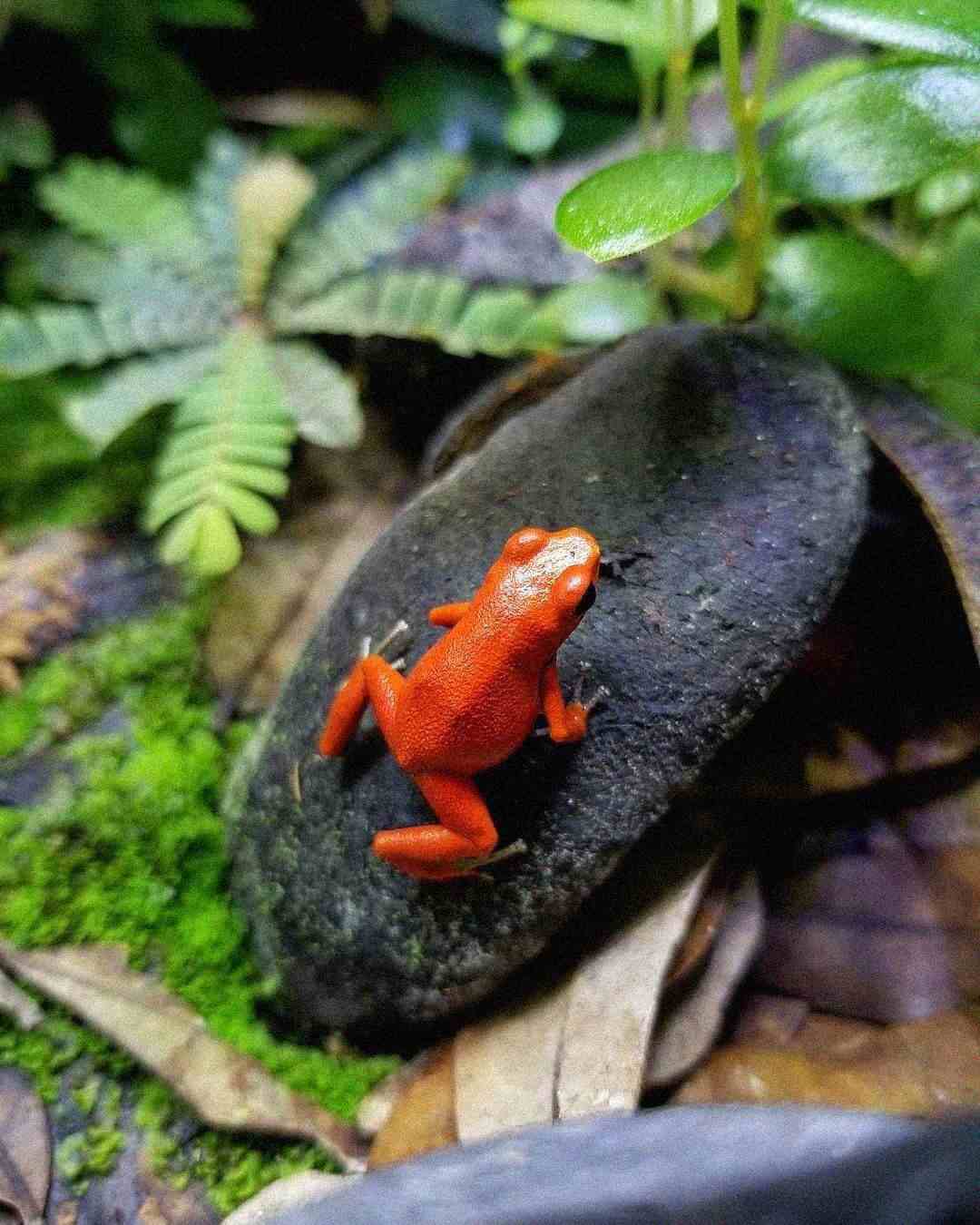 A small, bright red frog sits on a dark rock surrounded by green ferns, moss, and brown leaves in a natural outdoor setting.