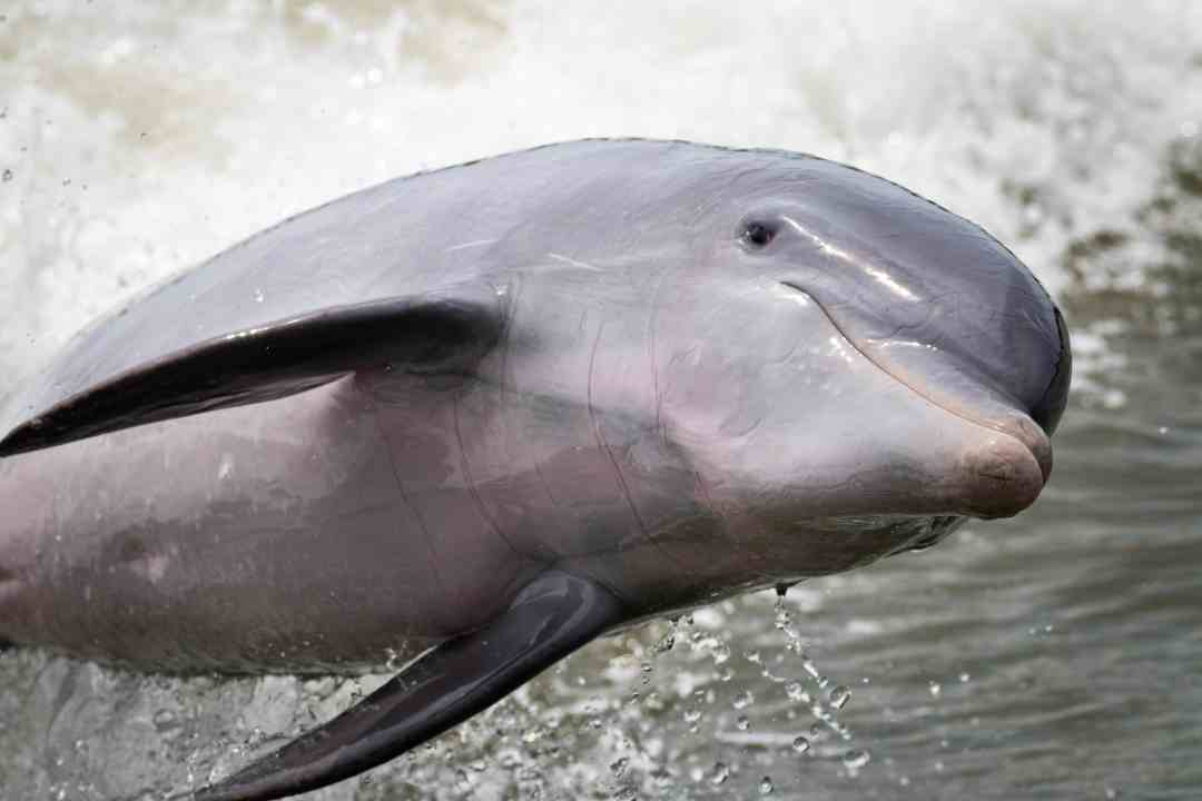 A close-up of a smiling dolphin leaping out of the water, with splashes and waves in the background.