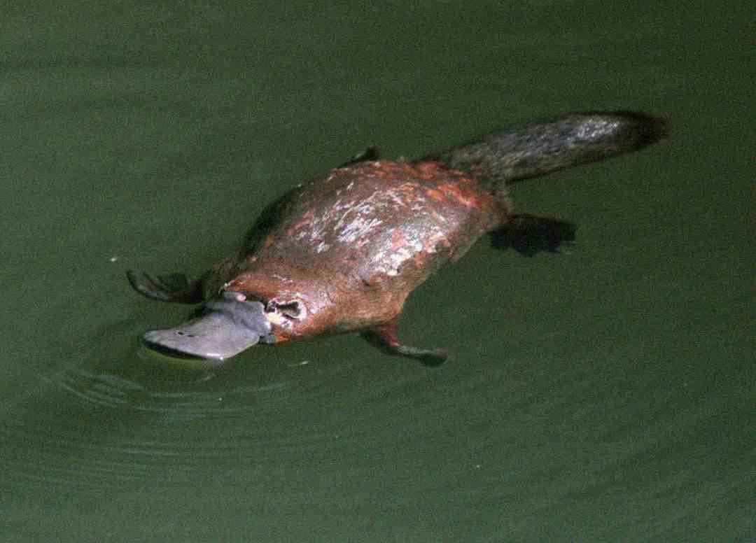 A platypus swims at the surface of greenish water, with its bill, webbed feet, and flat tail clearly visible.