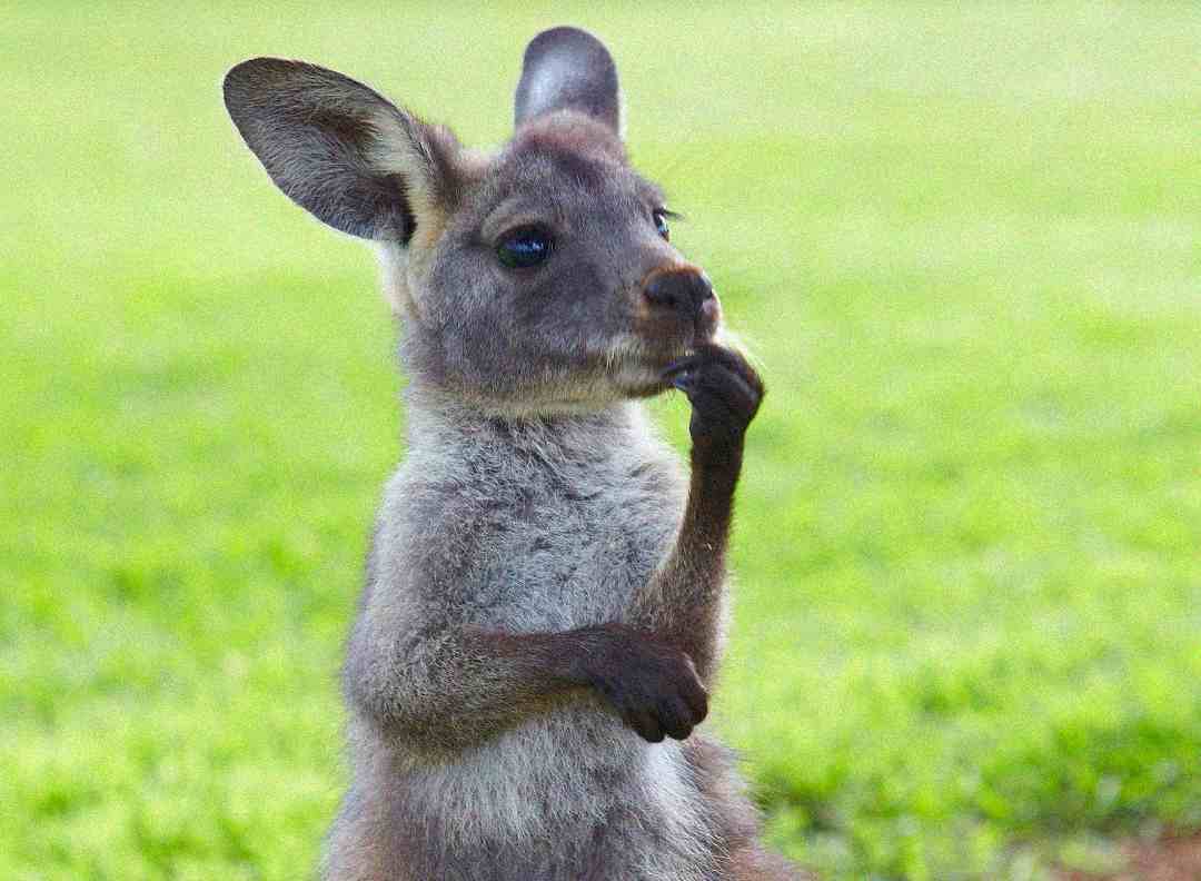 A young kangaroo stands upright on grassy ground, with one paw touching its mouth as if thinking or pondering. The background is a blurred green lawn.
