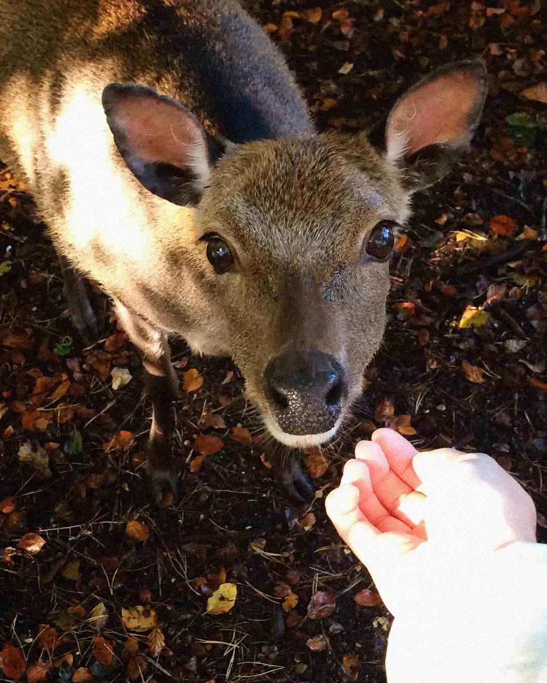 A small deer looks up at a person’s outstretched hand, surrounded by fallen leaves on the ground. The deer appears curious and is standing close to the hand.