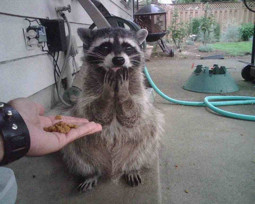 A raccoon sits on its hind legs on a patio, holding its front paws to its mouth and looking at a person’s hand offering food. Garden hoses, planter bases, and a fence are visible in the background.