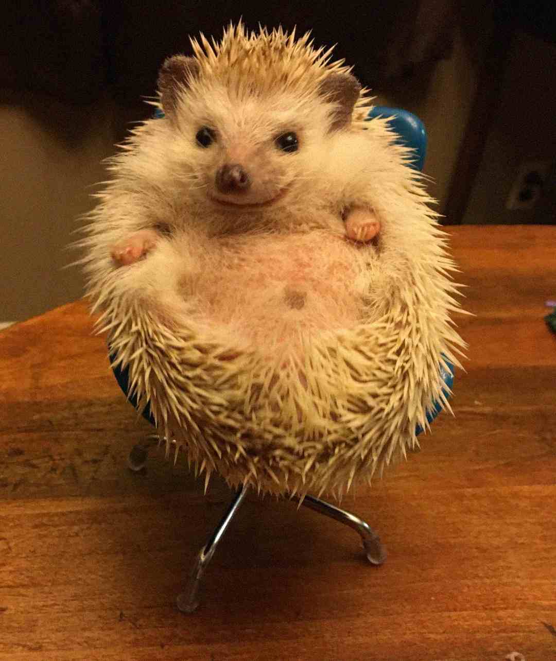 A hedgehog sits upright in a small blue chair on a wooden surface, with its round belly exposed and tiny paws resting on its stomach, looking directly at the camera.