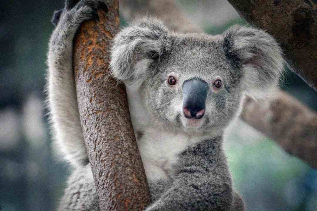 A close-up of a koala clinging to a tree branch, looking directly at the camera. The koala’s fur is gray and fluffy, with large round ears and a dark nose. The background is blurred greenery.